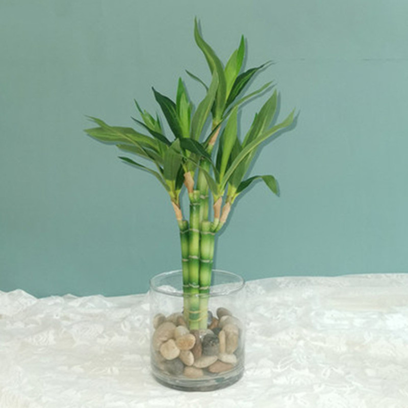 Echeveria Succulent - New 40cm rFtificial Lucky Bamboo Succulent