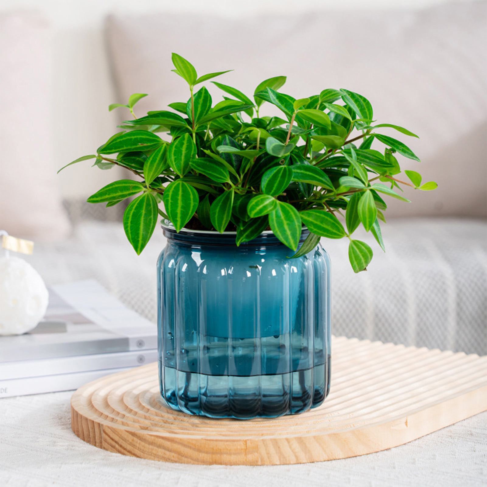 Aloe Vera Pot - Elegant Self Watering Planter Delicate Modern