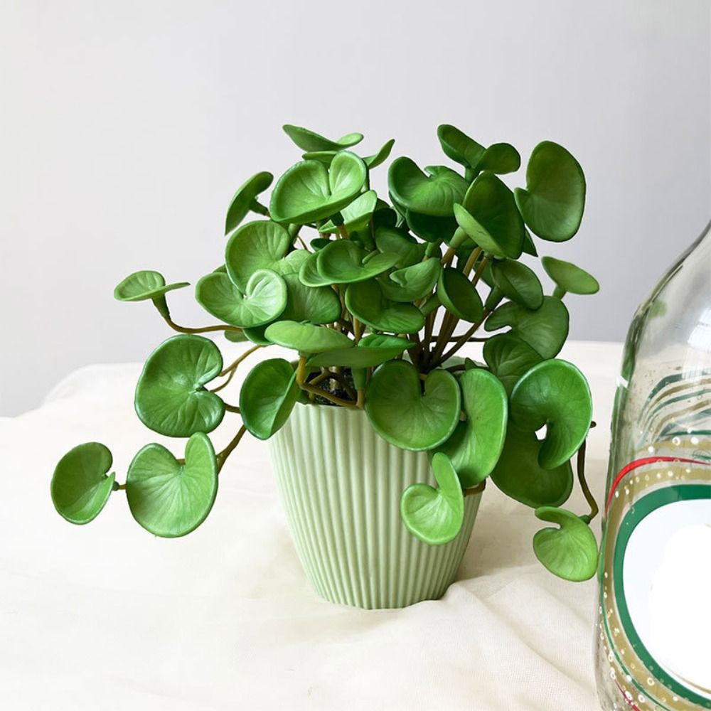Soft Glue Artificial Plant EVA - Echeveria Succulent ulasan dan harga