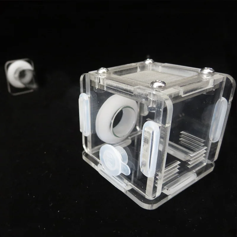 DIY Various Size Ant Farm Bamb - Begonia Rex ulasan dan harga