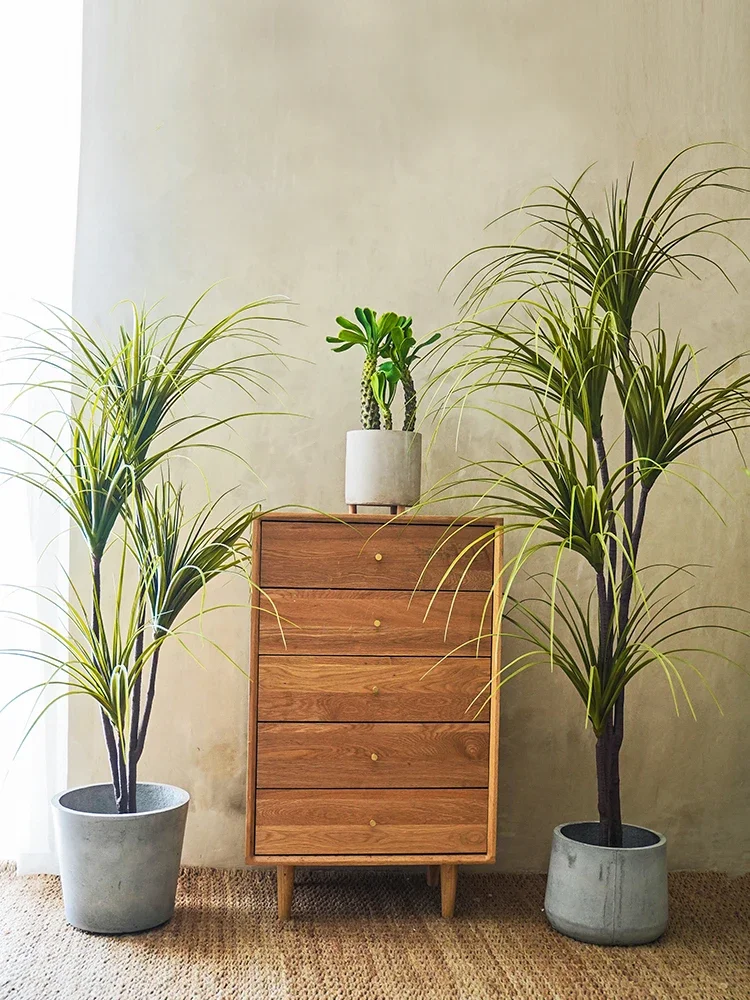 Simulation Plant Dracaena Marg - Dracaena Marginata ulasan dan harga