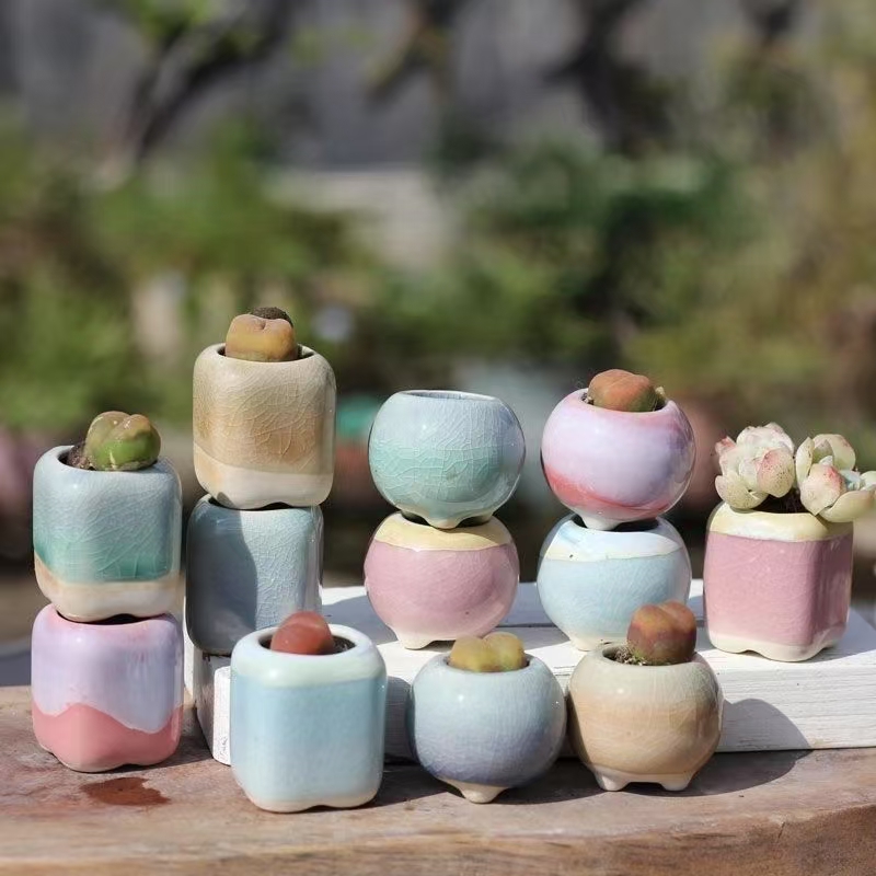 6Pcs Mini Flowerpot Succulents - Echeveria Succulent ulasan dan harga